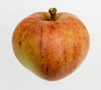 Borgherre æble